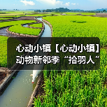 心动小镇【心动小镇】动物新邻季“拾羽人”隐藏称号（图3）
