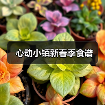 心动小镇新春季食谱(图4) 心动小镇新春季食谱(图4)