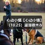 心动小镇【心动小镇】 (10.25)溜溜橡木&无暇萤石(图3) 心动小镇【心动小镇】 (10.25)溜溜橡木&无暇萤石(图3)