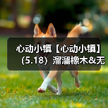 心动小镇【心动小镇】(5.18)溜溜橡木&无暇萤石(图4) 心动小镇【心动小镇】(5.18)溜溜橡木&无暇萤石(图4)