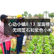 心动小镇8.13 溜溜橡木,无瑕萤石和紫色小鸭子位置(图4) 心动小镇8.13 溜溜橡木,无瑕萤石和紫色小鸭子位置(图4)