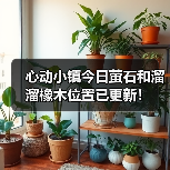 心动小镇今日萤石和溜溜橡木位置已更新！（图3）